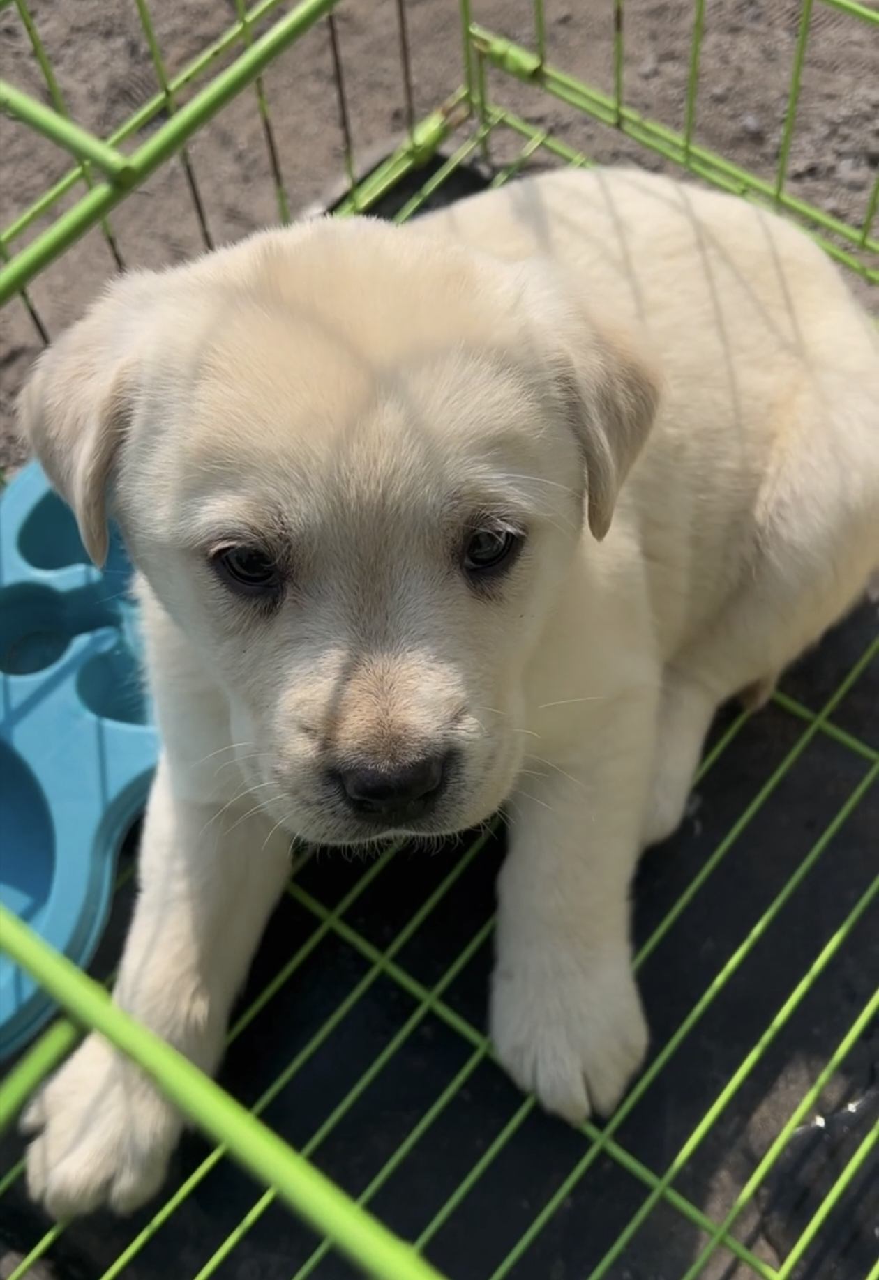 可爱拉布拉多幼犬，性格温顺，聪明伶俐，绝佳宠物伴侣